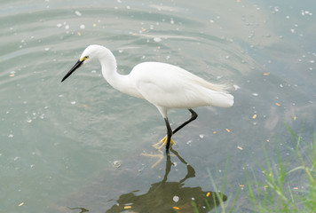 egret