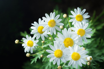 Fototapeta premium macro of beautiful white daisies flower in garden for texture ba
