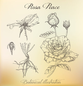 Botanical illustration. Dashed outline of  plant. Rose.