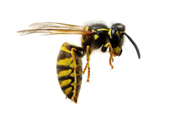 wasp