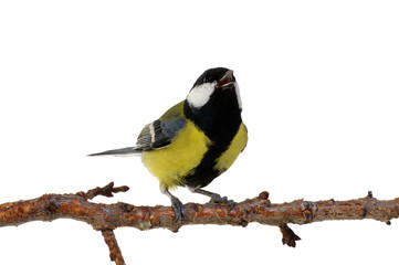 Fototapeta premium great tit
