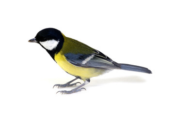 Naklejka premium great tit
