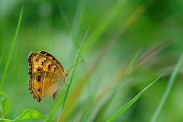 Orange butterfly on grass © madcat_madlove
