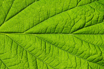 green leaf texture