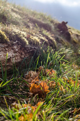 Naklejka na ściany i meble Ahornblatt im Herbst im Gras
