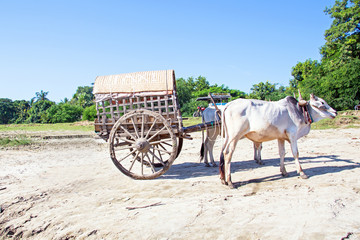 Buffalo taxi in Myanmar