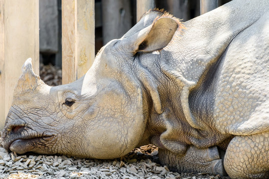 Rhinoceros With Horn Resting Head Portrait