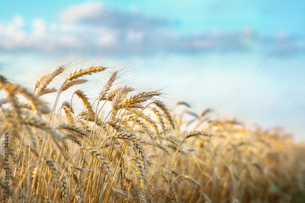 Wall mural wheat in early sunlight