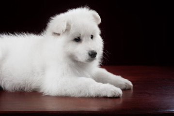 White swiss shepherd puppy
