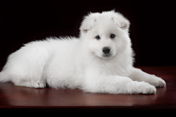 White swiss shepherd puppy
