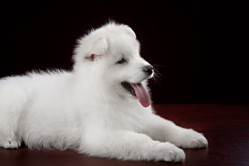 White swiss shepherd puppy