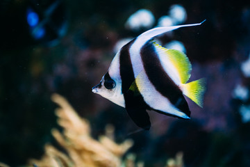 Naklejka na ściany i meble Colorful sea fish in aquarium
