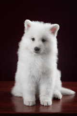 White swiss shepherd puppy