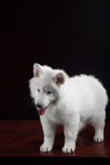 Fototapeta na wymiar White swiss shepherd puppy