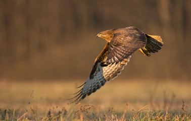 Common buzzard (Buteo buteo)
