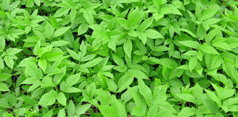 Aegopodium podagraria from Latin Common Ground or Goutweed - wild edible and medicinal perennial grass. Spring and summer plant with big leaves