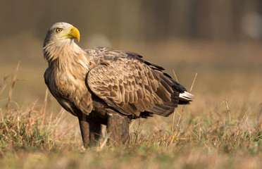 White tailed eagle (Haliaeetus albicilla)