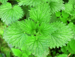 Lush young green leaves of nettle - stinging herb with leaves with serrated edges. Shallow depth of field, focus on three central leaves