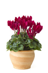 cyclamen persicum in a flower pot
