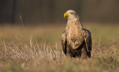 White tailed eagle (Haliaeetus albicilla)