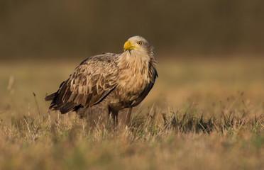 White tailed eagle (Haliaeetus albicilla)