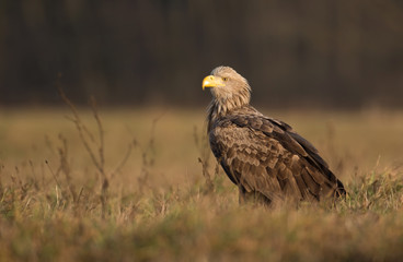 White tailed eagle (Haliaeetus albicilla)