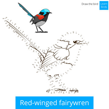 Red winged fairywren bird learn to draw vector