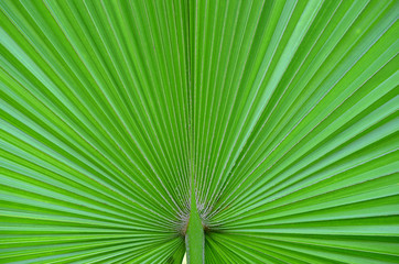 Fototapeta premium Lines and textures of Green Palm leaves