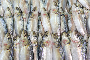 Fresh sardines on the market