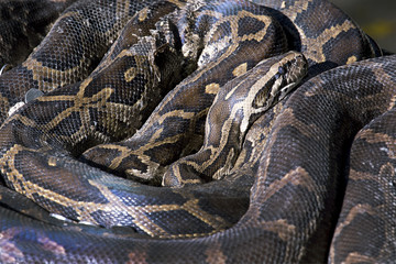 Obraz premium Big Giant black and yellow Python snake