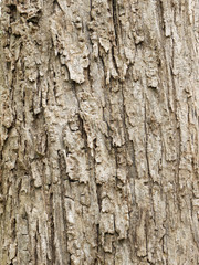 Fototapeta premium bark of wooden texture