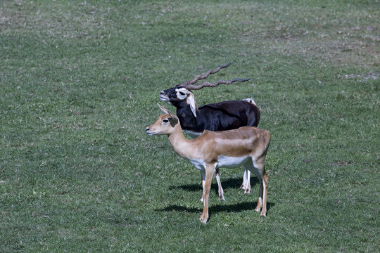  impala antelope, Black buck antelope deer in safari