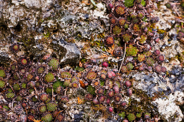 Sempervivum on wet stones