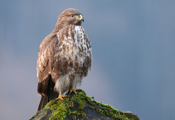 Common buzzard (Buteo buteo)