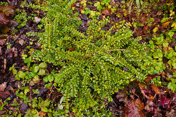 Branch of Cotoneaster on garden