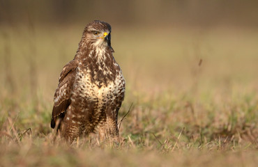 Common buzzard (Buteo buteo)