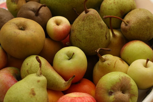 Antiche variet&agrave; di mele e pere della Sardegna
