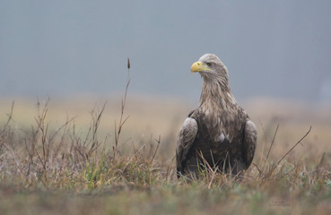 White tailed eagle (Haliaeetus albicilla)
