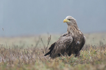 White tailed eagle (Haliaeetus albicilla)