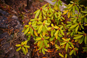 Schefflera arboricola, leaf of dwarf umbrella tree with rain dro