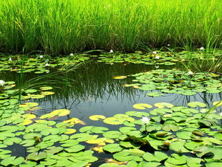 睡蓮の池