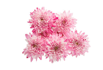 beautiful autumn chrysanthemum flowers