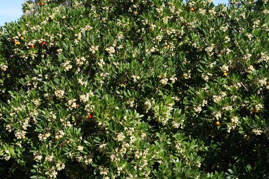 Arbusto di corbezzolo in fiore