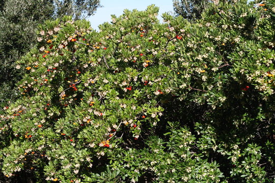 Arbusto di corbezzolo in fiore