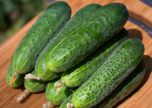 Cucumbers
