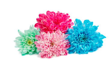 beautiful autumn chrysanthemum flowers