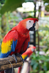 Face of Macaw