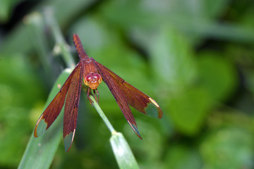 Dragonfly in the garden