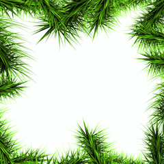 Fototapeta na wymiar green branches of a Christmas tree isolated on a white backgroun