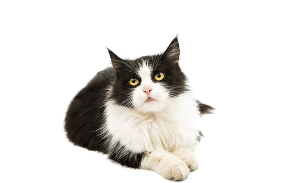 black and white cat